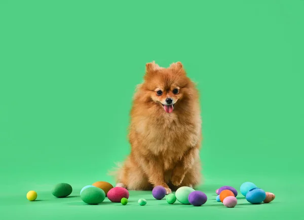 Leuke Pommerse Hond Met Paaseieren Groene Achtergrond — Stockfoto