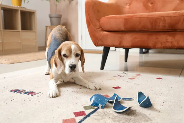 Naughty Beagle dog with broken cup on beige carpet at home