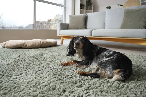 Şirin cocker spaniel evde yeşil halıda yatıyor.