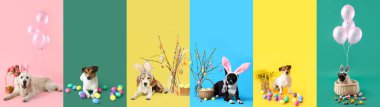 Renk arkaplanında Paskalya süsleri olan bir grup şirin köpek.