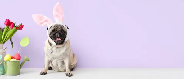 Cute Pug Dog Bunny Ears Easter Eggs Tulips Lilac Background — Stock Photo, Image