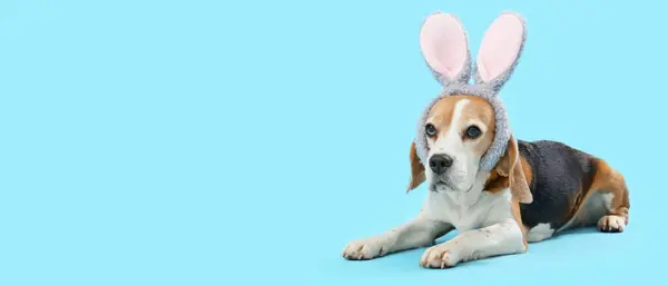 Cute Beagle Dog Wearing Bunny Ears Light Blue Background Space — Stock Photo, Image