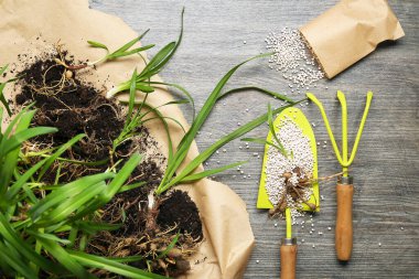 Gri ahşap arka planda bahçe aletleri, bitkiler ve tahıl gübresi