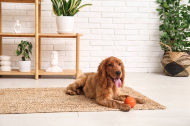 Evde duran top oyuncağıyla sevimli cocker spanyel.