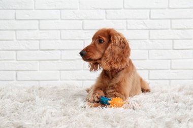 Evdeki halıda evcil oyuncağı olan sevimli cocker spaniel.