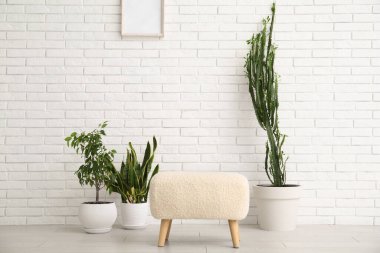 Büyük kaktüs ve beyaz tuğla duvarın yanında yumuşak pouf olan ev bitkileri.