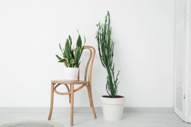 Büyük kaktüslü ev bitkisi ve sandalye beyaz duvarın yanında.