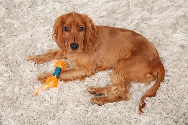 Cute cocker spaniel with pet toy lying on carpet at home