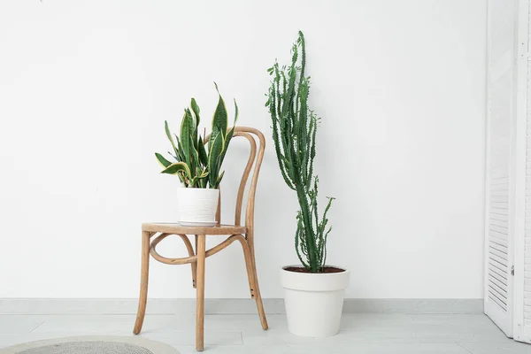 Big cactus with houseplant and chair near white wall in room