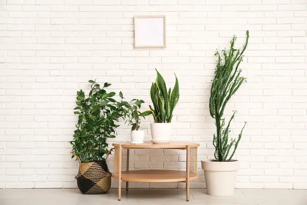 Big cactus with houseplants and table near white brick wall in room