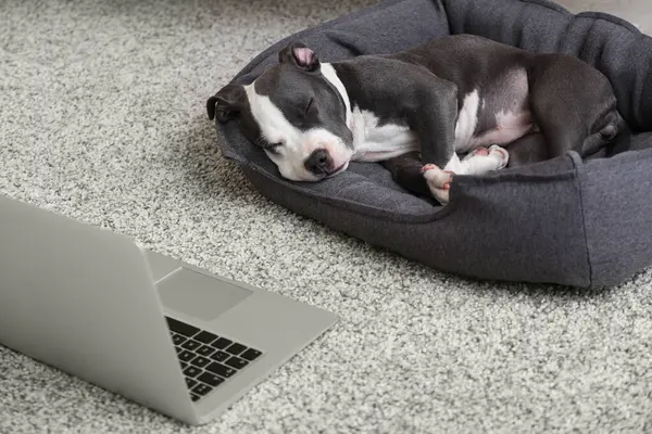 Cute staffordshire terrier puppy with laptop lying on pet bed at home