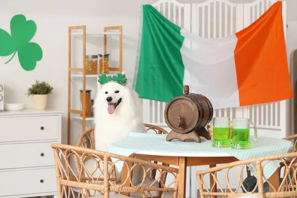 Cute Samoyed dog sitting at table with barrel and beer at home. St. Patrick\'s Day celebration