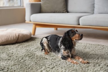 Şirin cocker spaniel evde yeşil halıda yatıyor.