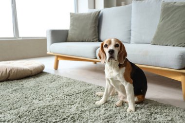Evdeki yeşil halıdaki sevimli Beagle köpeği.