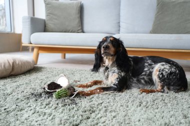Evdeki yeşil halıda kırık saksısı olan yaramaz cocker spaniel.