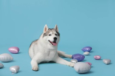 Mavi arka planda kalp şeklinde balonları olan sevimli, iri kıyım bir köpek. Sevgililer Günü kutlaması