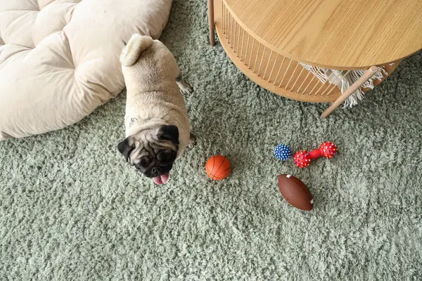 Cute pug dog with toys on green carpet at home, top view