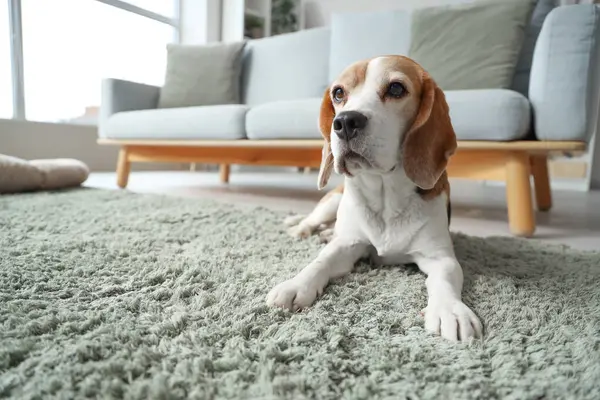 Evdeki yeşil halıya uzanmış şirin Beagle köpeği, yakın plan.