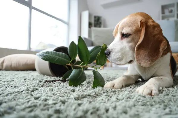 Naughty Beagle dog with fallen flowerpot on green carpet at home