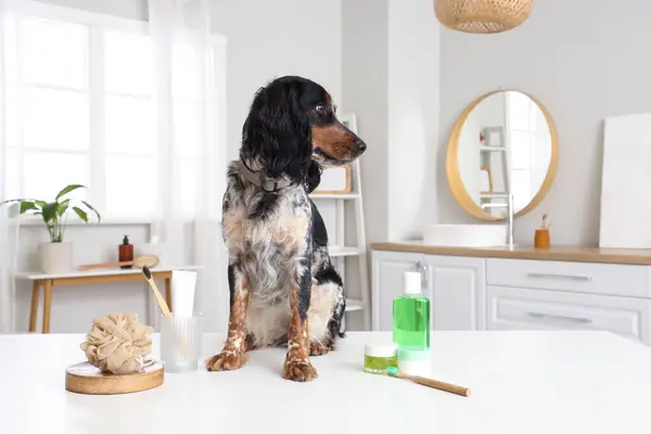 Cute cocker spaniel with shower supplies on table in bathroom