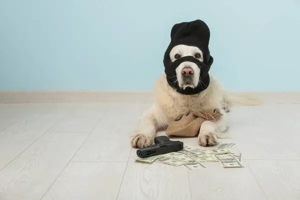 Adorable labrador dog in balaclava with gun and money near blue wall