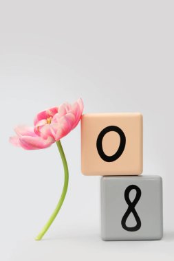Küp takvimi, tarih 08 ve gri arka planda güzel bir lale. Uluslararası Kadınlar Günü