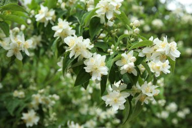 Güzel yasemin çiçekleri yaz günü, yakın çekim