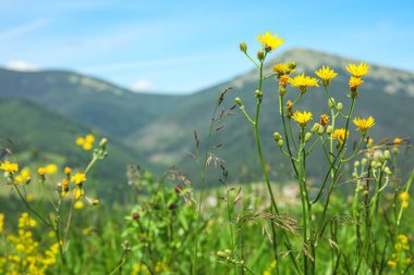 Karpat dağlarındaki çayırlarda sarı çiçekler, yakın plan.