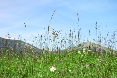 Karpat dağlarındaki çayırlarda kır çiçekleri, yakın plan.