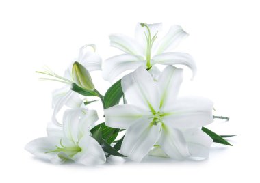 Beyaz arka planda güzel zambak çiçekleri