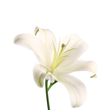 Beyaz arka planda güzel zambak çiçeği