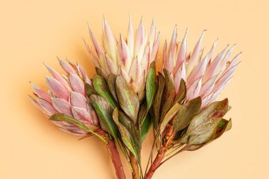 Sarı arka planda güzel protea çiçekleri