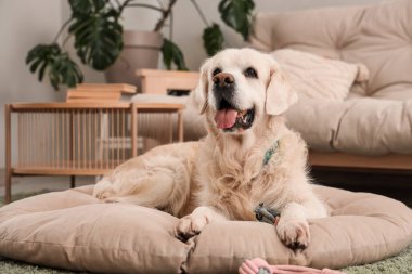 Evcil hayvan yatağında oyuncaklı şirin Labrador köpeği.