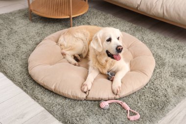 Evcil hayvan yatağında oyuncaklı şirin Labrador köpeği.