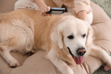 Bir kadın evdeki evcil hayvan yatağında Labrador köpeğini fırçalıyor.