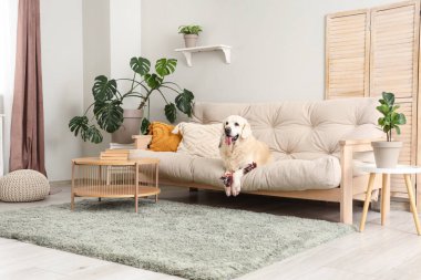 Evdeki kanepede uzanmış oyuncak ile şirin Labrador köpeği.