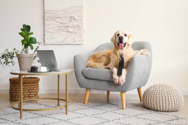 Şirin Labrador köpeği, kravatı evde koltukta yatıyor.
