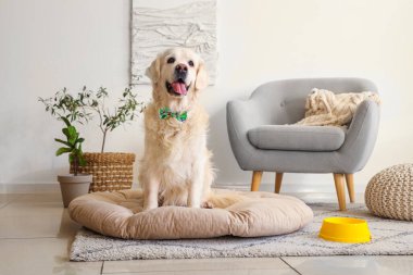 Evcil hayvan yatağında papyonlu şirin Labrador köpeği