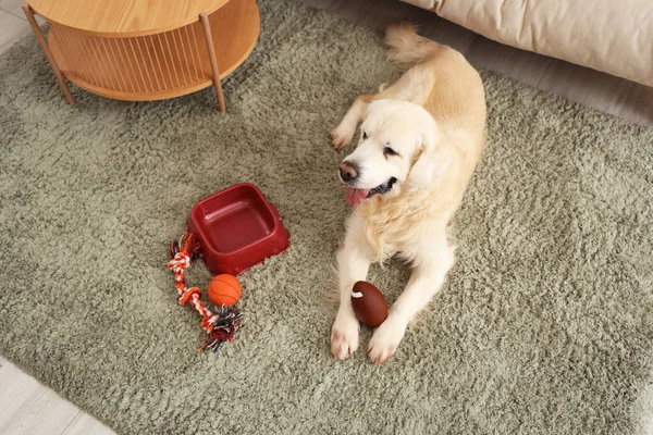 Cute Labrador dog with toys and feeding bowl on carpet at home
