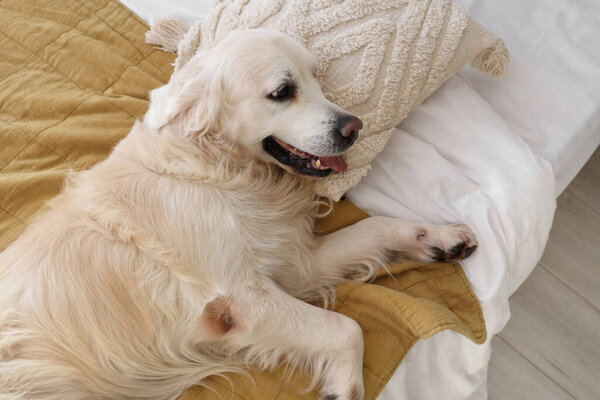 Cute Labrador dog lying on bed at home