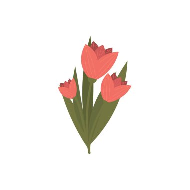 Beyaz arka plan bahar laleler