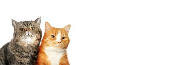 Beyaz arkaplanda metin için boşluk olan komik kediler