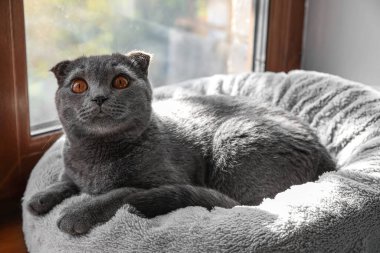 İskoç kedisi evdeki pencerenin yanındaki evcil hayvan yatağında yatıyor.