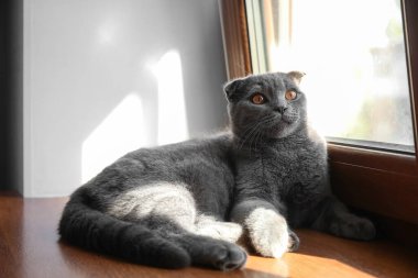 Evde pencere pervazında yatan İskoç kedisi