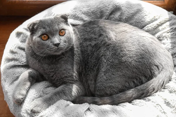 Evdeki pencerenin yanındaki evcil hayvan yatağında yatan İskoç kedisi, üst manzara