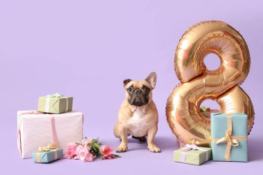 Laleleri, hediyeleri ve eflatun arka planda şekil 8 şeklinde hava balonu olan sevimli Fransız bulldog 'u. Uluslararası Kadınlar Günü