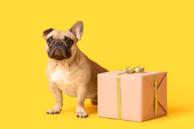 Sarı arka planda hediye kutusu olan sevimli bir Fransız bulldog 'u. Uluslararası Kadınlar Günü