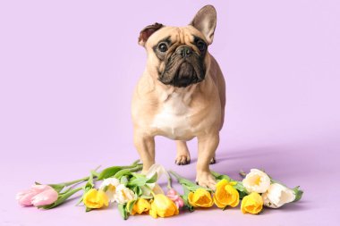 Leylak kaplamalı tatlı Fransız bulldog 'u. Uluslararası Kadınlar Günü