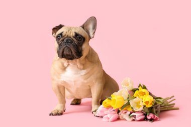 Pembe arka planda laleleri olan sevimli bir Fransız bulldog 'u. Uluslararası Kadınlar Günü