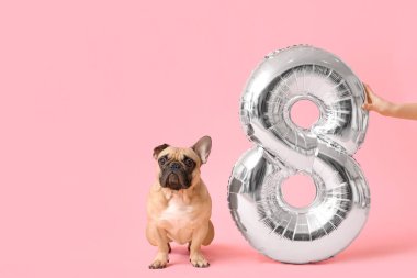 Şirin Fransız bulldog ve hava balonu şeklinde pembe arka planda 8 figürü olan kadın eli. Uluslararası Kadınlar Günü